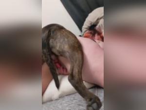 Dog sex video: a cleaning lady submissive to a dog