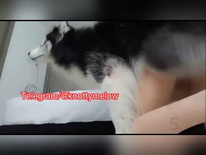 Spritzen und Sperma: Melow lässt sich von ihrem großen felinen Schwanz ficken