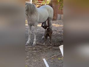 Dog cum hardcore with friends scenes of sex