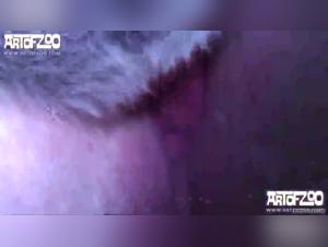 Défoncement brutal et creampie animale avec Peti July