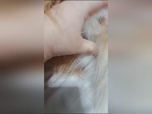 Tiersex-Videos: Unverhullt