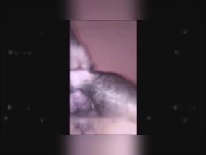 Vidéo de Sexe Bestialité: Une Rencontre Sauvage et Excitante