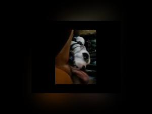 Bestiality sex video with a pitbull