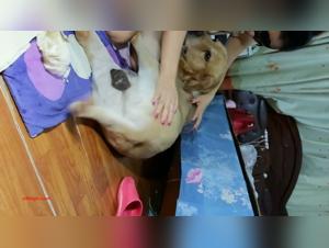 Discover the Wildest Fantasies of this Amateur Woman with her Dog