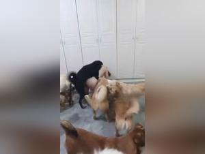 Animal Pornography: A Societal Dilemma