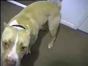 Hot Girl Fucks Her Dog for an Extreme Erotic Experience