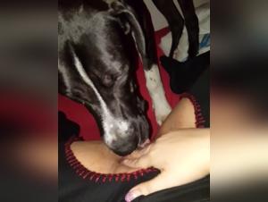 The Most Extreme Animal Sex Tapes: Hardcore Position and Positions with Women Submissive