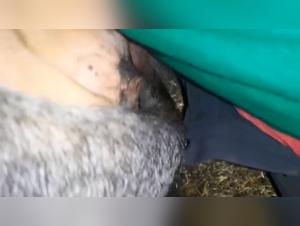 bestiality dog videos