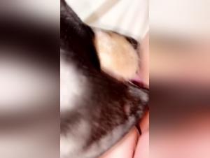 Hundedominanz: rettende Kusse und intensives Verlangen