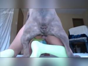 Moments of Intense Passion with Dogs