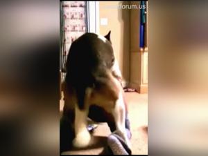 Deconstructing 'Dogs Knot Girls': A Term Analyzed