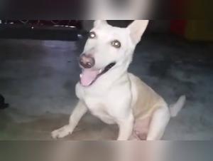 Dominazione canina, piedi esotici: l'inferno scatenato