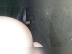 best sites beastiality