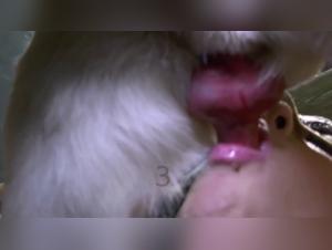 Denise Frazier, the woman who loves her dog