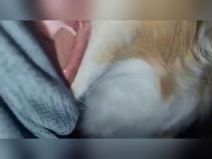 bestiegals domination