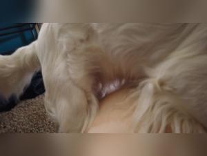 Vaginalstierpiercing, wilde Eckzahn Herrschaft