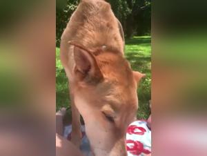 Vidéo de sexe avec un chien dans un parc public