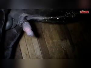 Zoophilia video with horse and woman in the stable