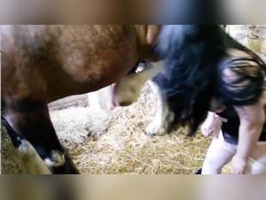 Video of Bestiality with a Horse: A Unique Experience of Its Kind
