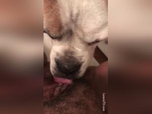 Discover a sex scene with a hard and extreme dog