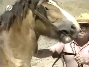 beastiality movies fap