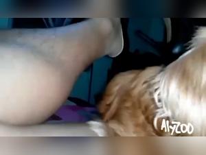 The slut sucks the dog: an animalistic hardcore fuck