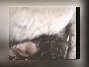 Labbra pulsatili, sesso di animali selvatici e vietati