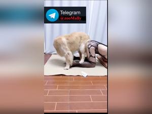 Dedizione animale: potere canino e presentazione asiatica