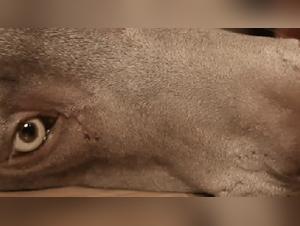 Bestiality sex video with a woman and her dog