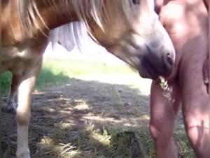 Video of extreme zoophilia with a horse