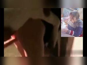 The Erotic Encounters between Men and Dogs sluts