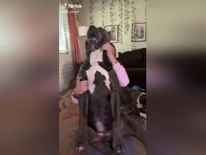 Discover the Limits of Bestiality in this Hardcore Video