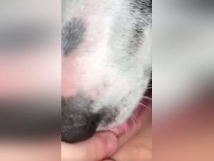Amateur Video: Bestiality Sex with a Dog