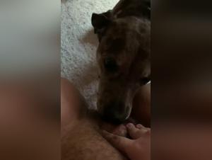 Experience the Thrill of Dog Sex Videos