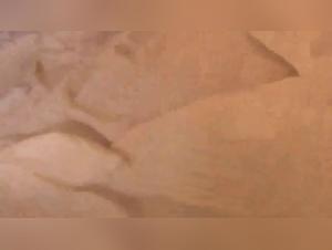 Extreme Bestiality Sex Videos with Dogs