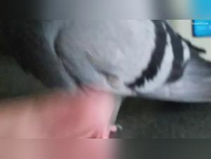 Extreme bestiality video with a woman and her pet