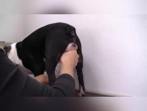 Zoophilia and bestiality video