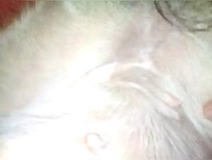 Soddisfa le tue fantasie piu oscure con le nostre scene di sesso con animali piu estreme.