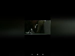 Sex video with a dog: an unexpected encounter