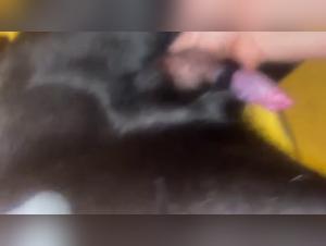 Watch this Video of Gay Man and His Canine Companion