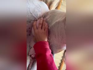 Bestiality videos with horses