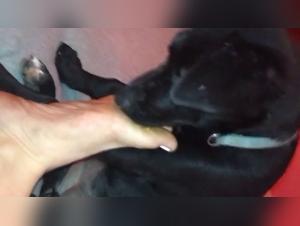 Bestiale scelta: woman, animal sex toy