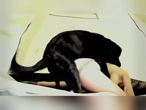 Découvrez des Scènes de Zoophilie avec des Chiens et des Femmes