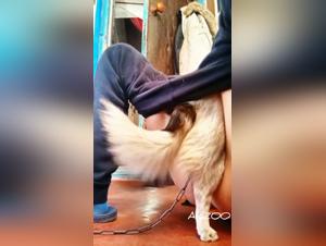 Sado-maso bestiale, donde la dominacion es reina