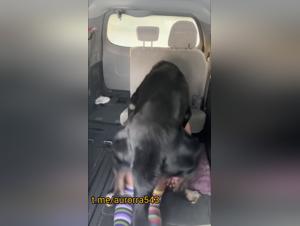 Befriedigt den tierischen Drang: Frauen gehen ihrem Hundedrang nach