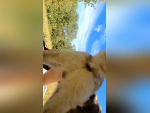 Bestiality sex video: discover dog sex