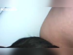 Hardcore bestiality scenes with dogs