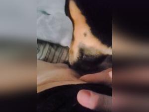 Dog Sex Video: An Extreme Experience