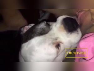 Esplora l'intimita perversa: dominazione canina e leccate insaziabili
