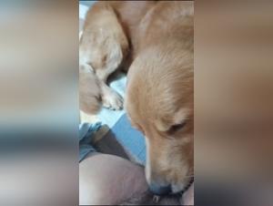 Einreichung und Verlangen: Ein Hund, eine Frau, eine wilde Leidenschaft